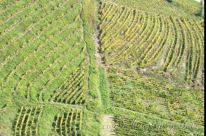 Vineyards from Chateau-Chalon IMGP2832.jpg